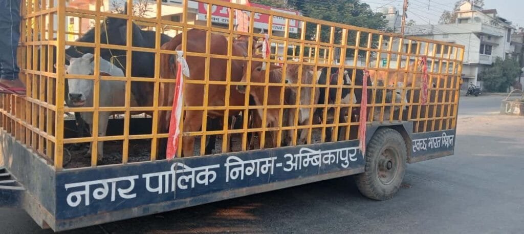 नगर निगम की टीम द्वारा 14 पशुओं को पकड़कर भेजा गया कांजी हाउस